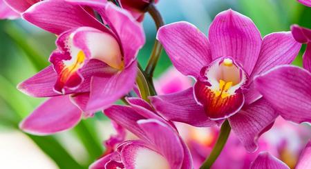 Orchids