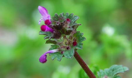 Ortiga Muerta: Lamium