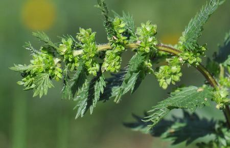 Ortiga: Urtica