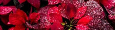 Poinsettia
