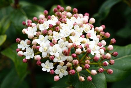Viburnum