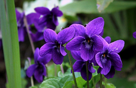 Violetas