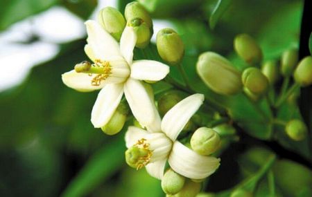 Pomelero, Citrus Paradisi - Flor