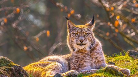 Lince Euroasiatico - Lynx Lynx